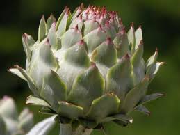 Hepatita b este o infectie grava a ficatului cauzata de virusul hepatitei b (vhb). Hepatita B Tratament Natural Si Alimente Indicate Suntsanatos Ro