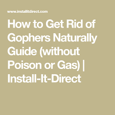 The less gophers have to eat in. How To Get Rid Of Gophers Naturally Guide Without Poison Or Gas Install It Direct Getting Rid Of Gophers How To Get Rid How To Get