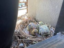 Rarely Seen Baby Pigeons Appear On A Wash Heights Windowsill Washington Heights Ny Patch