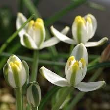 Image result for Crossandra greenstockii