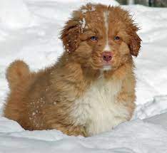 Emmet The Nova Scotia Duck Tolling Retriever Nova Scotia Duck Tolling Retriever Nova Scotia Duck Tolling Labrador Retriever Puppies