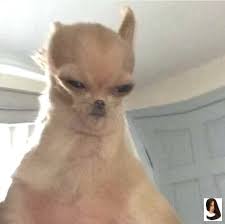 Search the imgflip meme database for popular memes and blank meme templates. Aesthetic Boujee Inspo Tumblr Pfp Pfp Cartoon Mood Funny Memes Animal Dog Cat Cute Animal Memes Cute Memes Funny Dog Memes