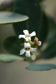 Image result for Avicenniaceae