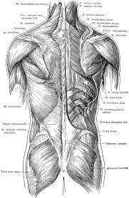 The skeletal muscles of the torso and limbs arise from the mesoderm of the somites, while those of the head arise from the mesoderm of the somitomeres which contribute to the branchial (pharyngeal) arches. Posterior View Of The Muscles Of The Trunk Clipart Etc