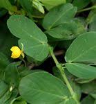 Image result for Chamaecrista zambesica