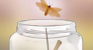 How To Take Care Of Butterflies: 7 Steps (With Pictures) - Wikihow