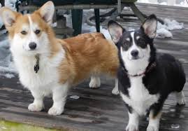 Purebred corgi puppies are very much in demand from the last few decades. Corgi Puppies For Sale In Nh L2sanpiero