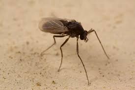 I pappataci sono degli insetti volanti molto simili alle zanzare, che popolano purtroppo le notti estive lasciando dei ricordi sgradevoli e doloranti nelle persone punte. Cosa Sono E Come Combattere Le Sand Flies Mosche Della Sabbia