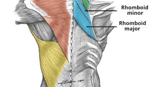 Human anatomy · july 23, 2016. Back Anatomy Best Back Workout Lower Back Pain 5 Types Of Back Bone