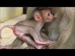 Transcript for orphaned baby monkey is very attached to his rescuer. This Baby Monkey Has The Cutest Little Face The Best Of Baby Pigtail Monkey Get Milk From Mum Youtube Cute Baby Monkey Baby Monkey Baby Monkey Pet