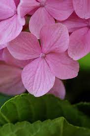 Hydrangea Wonderful Flowers Morning Flowers Hydrangea Flower
