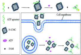 Learn the definition of 'nitrogen phosphorus detector'. Nitrogen Doped Carbon Nanocage Modulated Turn On Fluorescent Probes For Atp Detection In Vitro And Imaging In Living Cells Analytical Methods X Mol