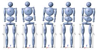 12 Segment Anthropometric Human Body Model With Variable Leg Length And Download Scientific Diagram variable leg length