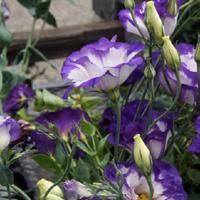 Image result for eustoma Balboa