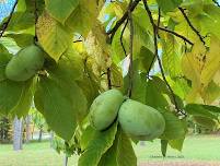 Growing and Eating Pawpaws with Laurie Lockwood