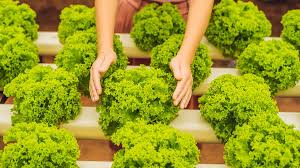Ok, berikut ini sobat bisa menemukan daftar jarak tanam. 5 Jenis Sayur Hidroponik Yang Mudah Ditanam Berkeluarga