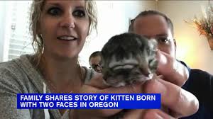 And after your kitten has caught the rat, you. Kitten Born With Two Faces In Oregon Named Biscuit And Gravy Youtube