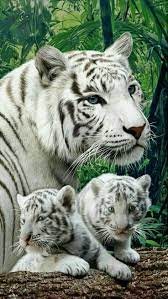  Ajampang Ajampang35 Profil Pinterest