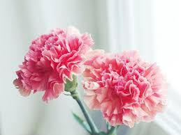 Pin On Beauty Is Everywhere