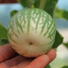 Pin Auf Tomates Tomatoes