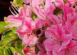 Image result for Monadenium hirsutum