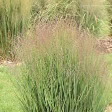 Image result for Panicum hochstetteri