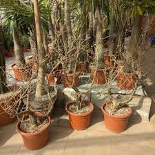 Image result for Commiphora schlechteri