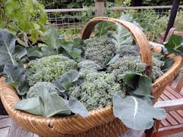 Eat them in a salad like you would other dark leafy greens. Learn To How To Grow Broccoli Even In Small Gardens Garden Mentors