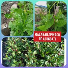 Image result for Basellaceae