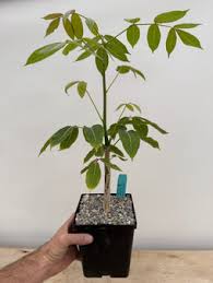 Image result for Commiphora caerulea