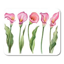 Check spelling or type a new query. Kdagr Green Lily Watercolor Of Flowers Floral Pink Calla Lilies Mousepad Mouse Pad Mouse Mat 9x10 Inch Walmart Com Walmart Com