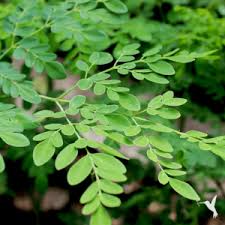 Image result for Moringa