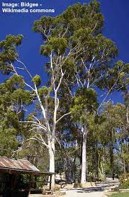 Eucalyptus trees, also known by its common name, gum trees, are almost entirely australian. Types Of Eucalyptus Trees Leaves Flowers Bark Pictures