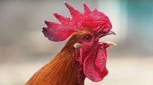 See more ideas about rooster decor, rooster, rooster kitchen. How Roosters Protect Themselves From Their Own Deafening Crows Science Aaas