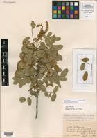 Image result for Ateleia herbert-smithii