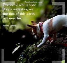 We did not find results for: 20 Hundezitate Fur Menschen Die Hunde Lieben
