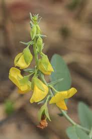 Image result for Senna hirsuta