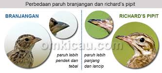 Suara burung kicau memang merupakan suara yang sangat mendekatkan kita dengan alam. Cara Membedakan Branjangan Dan Richard S Pipit Om Kicau