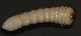 Bildergebnis für dicker holzwurm