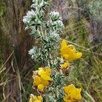 Image result for Argyrolobium fischeri