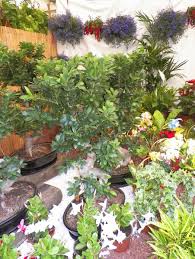 Pin En Plantas Red Facilisimo