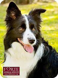 Marina Del Rey Ca Border Collie Meet Yuzu A Dog For Adoption Dog Adoption Border Collie Dogs