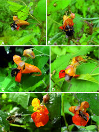 Image result for Impatiens  capensis