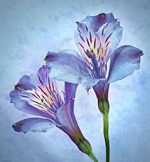 Alstroemeria In Blue By Krys Bailey Watercolor Tattoo Flower Flower Painting Lily Painting