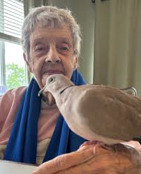 Meet the Mystery Guests: Baby, Skyler, and Violet the Dove Chick