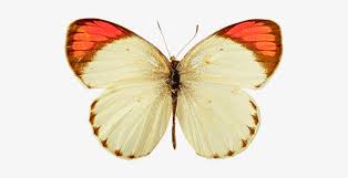 Vintbo skull with yellow flowers and butterflies, vintage dictionary art print, modern contemporary wall art for home decor, boho art print poster, country farmhouse wall decor 8x10 inches. White Orange Butterfly Png Yellow Butterfly Png Transparent Png 576x418 Free Download On Nicepng