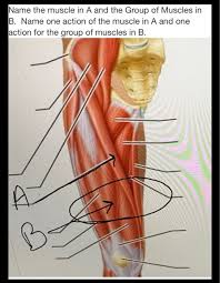 Let us now pick one of these flexor muscles, for example flexor carpi radialis.carpi is modern latin meaning 'wrist'. Solved Name The Muscle In A And The Group Of Muscles In B Chegg Com