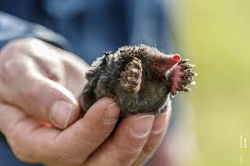 Image result for margreet van de griend