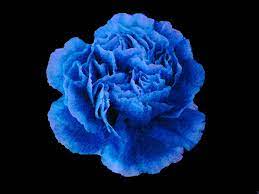 Blue Carnation Google Search Blue Carnations Carnation Flower Carnations