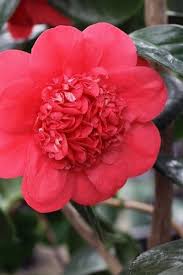 April Tryst Cold Hardy Red Camellia Japonica 3 Gallon Pot Camellia Japonica Garden Online